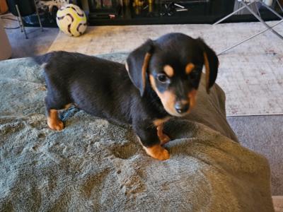 Male Dachshund x Bichon Frise puppy in Wexford