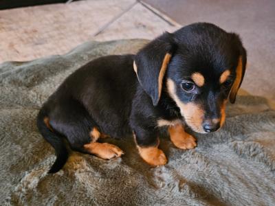 Male Dachshund x Bichon Frise puppy in Wexford
