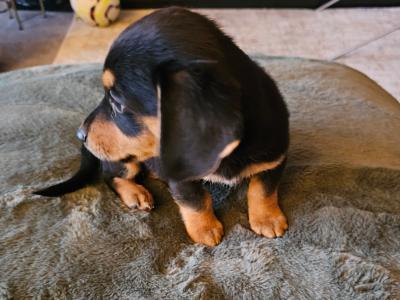 Male Dachshund x Bichon Frise puppy in Wexford