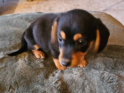 Male Dachshund x Bichon Frise puppy in Wexford