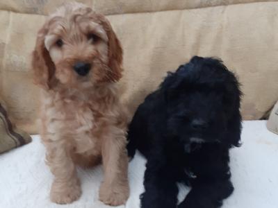 Cockapoo puppies in Wexford