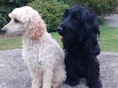 Cockapoo puppies in Wexford