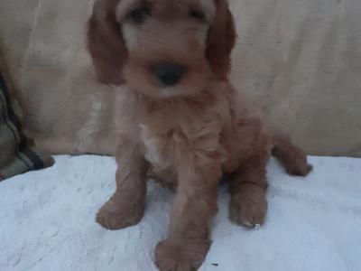 Cockapoo puppies in Wexford