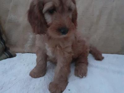 Cockapoo puppies in Wexford