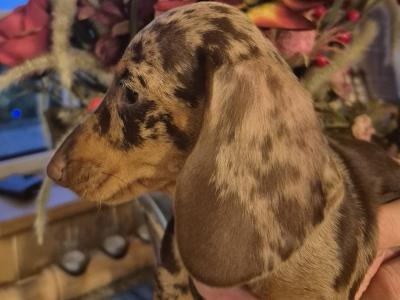 Purebred Dachshund puppies in Wicklow