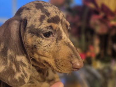 Purebred Dachshund puppies in Wicklow