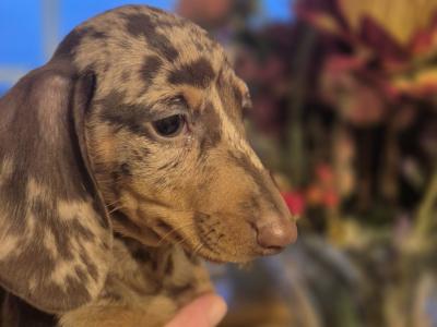 Purebred Dachshund puppies in Wicklow