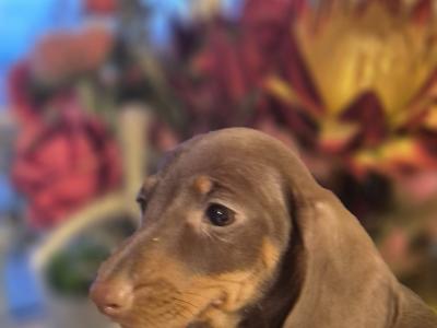 Purebred Dachshund puppies in Wicklow