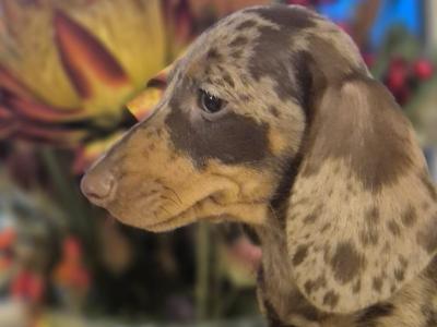 Purebred Dachshund puppies in Wicklow