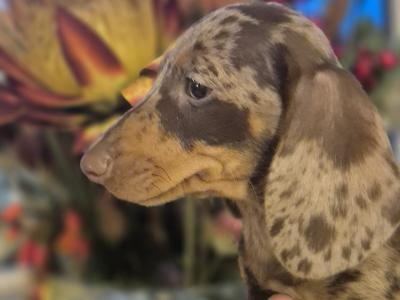 Purebred Dachshund puppies in Wicklow
