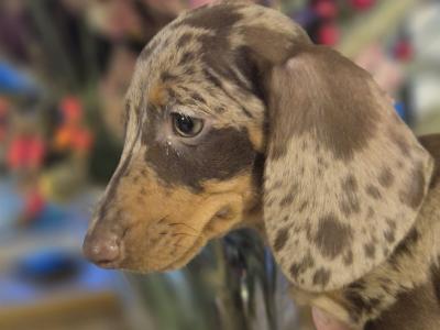 Purebred Dachshund puppies in Wicklow