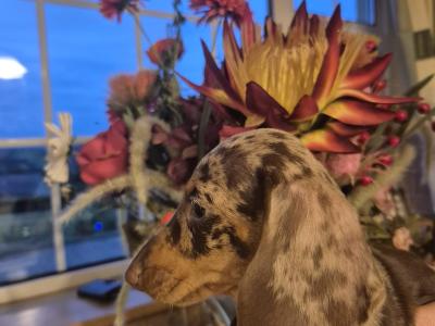 Purebred Dachshund puppies in Wicklow