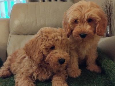 Stunning miniature Cockapoo puppies in Leitrim