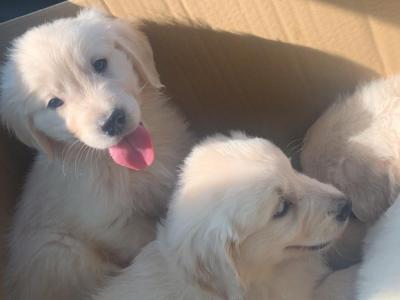 Purebred IKC Registered Golden Retriever puppies for sale in Kerry