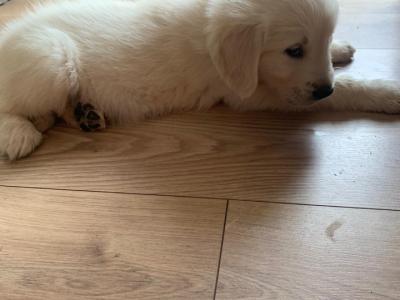 Purebred IKC Registered Golden Retriever puppies for sale in Kerry