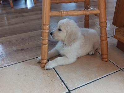 Purebred IKC Registered Golden Retriever puppies for sale in Kerry