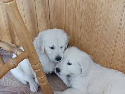 Purebred IKC Registered Golden Retriever puppies for sale in Kerry