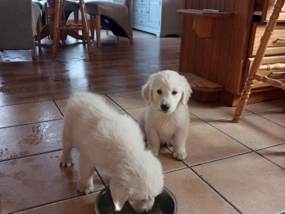 Purebred IKC Registered Golden Retriever puppies for sale in Kerry