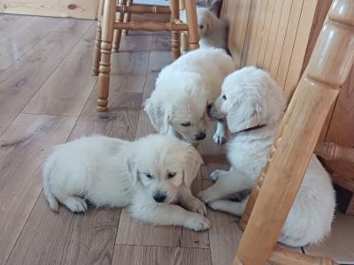 Purebred IKC Registered Golden Retriever puppies for sale in Kerry
