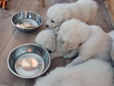 Purebred IKC Registered Golden Retriever puppies for sale in Kerry
