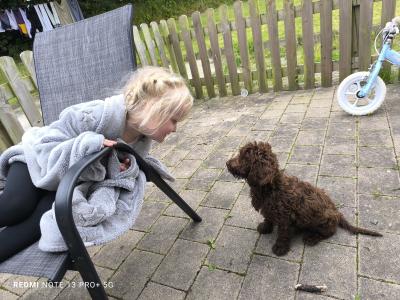 Jacqueline the female Cockapoo in Wexford