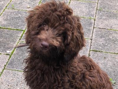 Jacqueline the female Cockapoo in Wexford