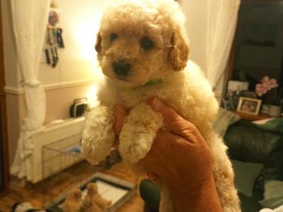3 Toy Poodle puppies in Mayo