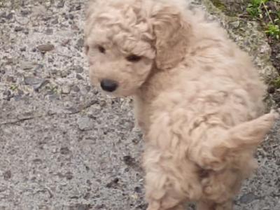3 Toy Poodle puppies in Mayo