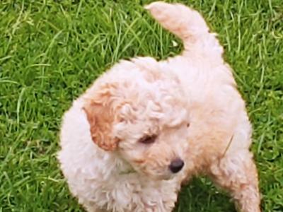3 Toy Poodle puppies in Mayo