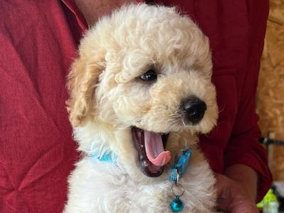 3 Toy Poodle puppies in Mayo