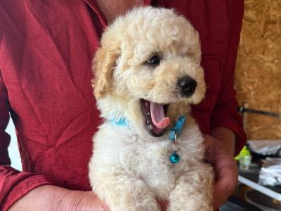 3 Toy Poodle puppies in Mayo