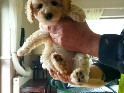 3 Toy Poodle puppies in Mayo
