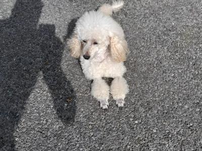 3 Toy Poodle puppies in Mayo