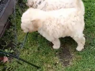 3 Toy Poodle puppies in Mayo