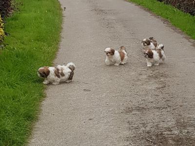 Beautiful Shih Tzu puppies in Wicklow
