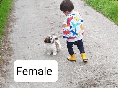 Beautiful Shih Tzu puppies in Wicklow
