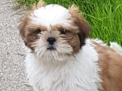 Beautiful Shih Tzu puppies in Wicklow