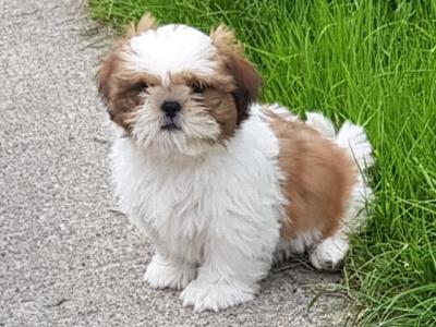 Beautiful Shih Tzu puppies in Wicklow