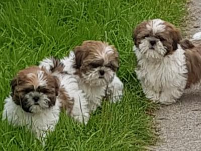 Beautiful Shih Tzu puppies in Wicklow