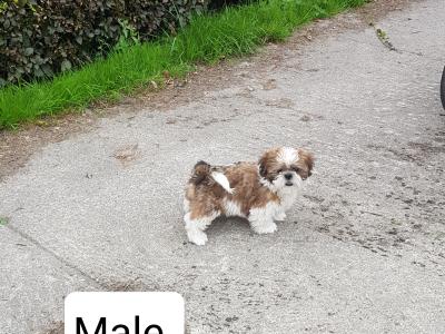 Beautiful Shih Tzu puppies in Wicklow