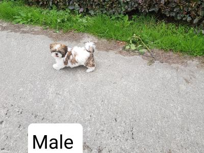 Beautiful Shih Tzu puppies in Wicklow