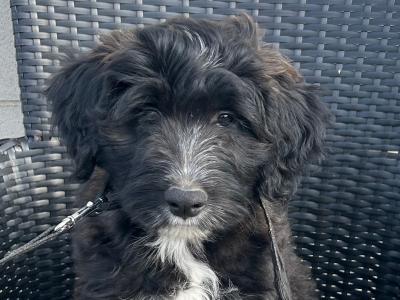 11 week old Cockapoo x Border Collie puppies for sale in Kilkenny