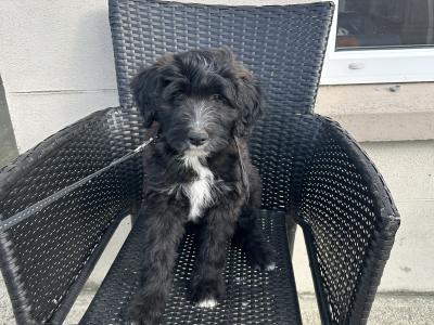 10 week old Cockapoo/collie pups for sale