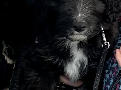 10 week old Cockapoo/collie pups for sale