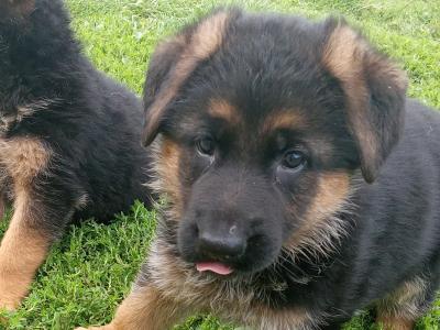 German Shepherd puppies in Tipperary