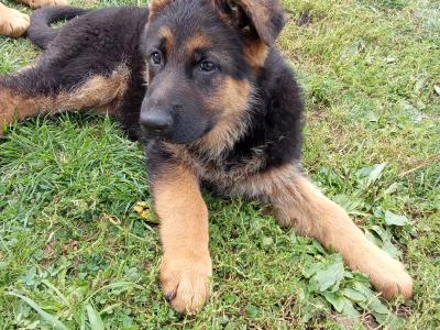 German Shepherd puppies in Tipperary