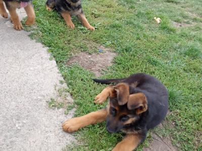 German Shepherd puppies in Tipperary