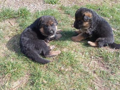 German Shepherd puppies in Tipperary