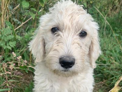 Cute Friendly Labradoodle puppies in Wexford