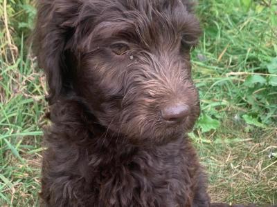 Cute Friendly Labradoodle puppies in Wexford